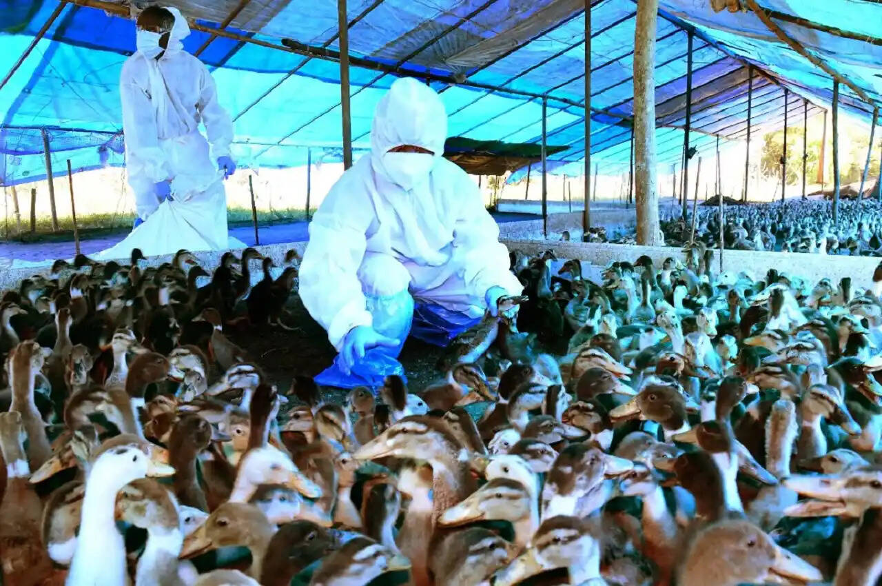 Bird Flu: Maharashtra के ठाणे के बाद पालघर के पोल्ट्री फार्म में भी फैला बर्ड फ्लू