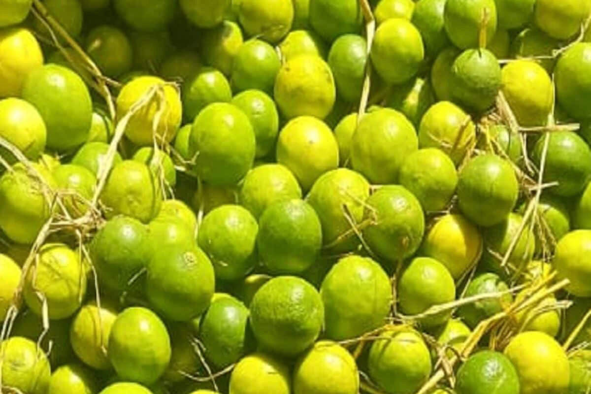 नींबू की कीमतों में लगी आग के बाद अब राहत की खबर आई, ये है दिल्&zwj;ली की मंडी में आज का रेट