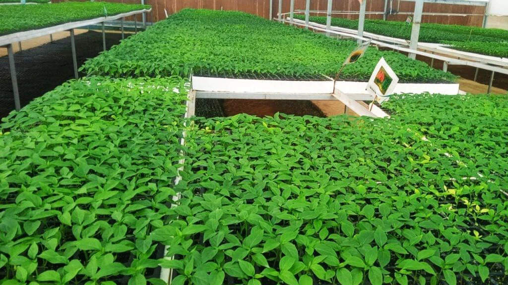 Agriculture Technology: किसानों के लिए बड़ी खुश खबरी&nbsp;-अब मिर्जापुर में इजराइल की तकनीक से होगी खेती, किसानों की बढ़ेगी आय