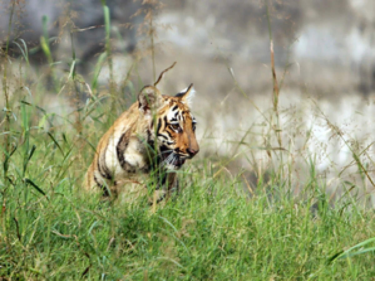 MP News: कान्हा राष्ट्रीय उद्यान में उपचार के दौरान बाघ की मौत