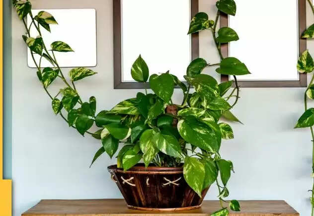 दिखने लगें घर में ये 4 बदलाव, तो हो जाएं सावधान, आने वाला है भयंकर संकट