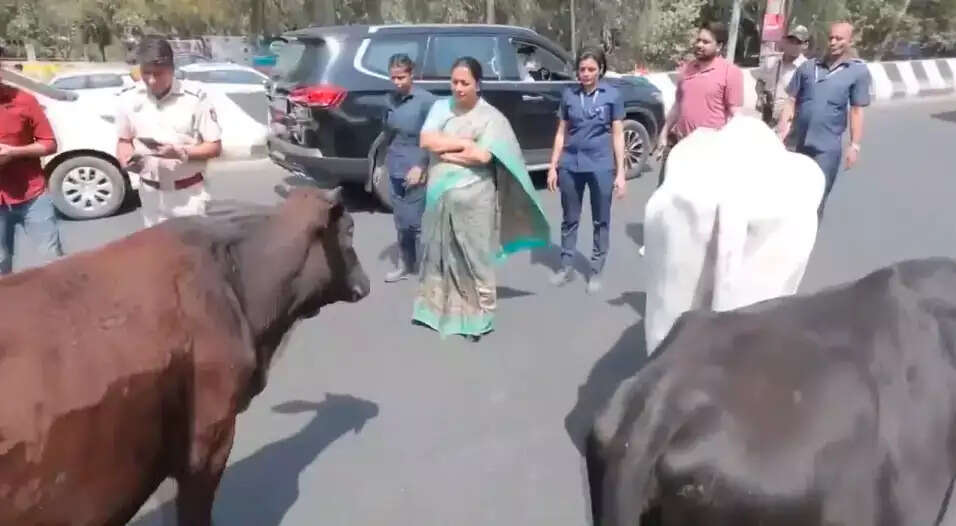 CM रेखा गुप्ता का आवारा पशुओं के आगे थमा काफिला, अधिकारियों को दिए निर्देश